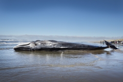 Hval strandet på Blokhus StrandFoto: Hans Ravn